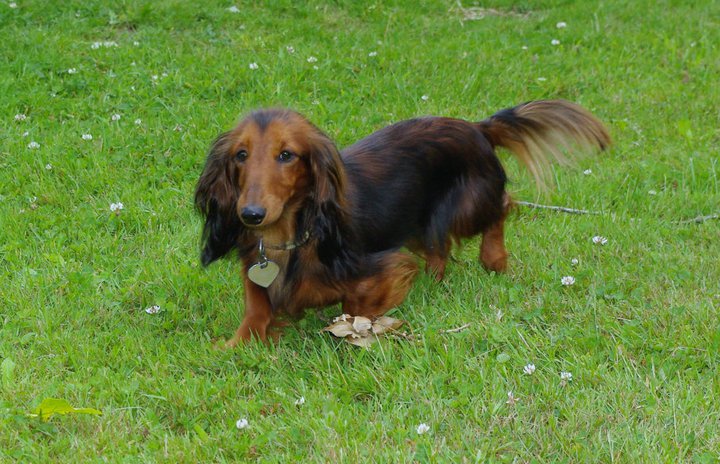 Elfie fraülein du domaine de la Sereine